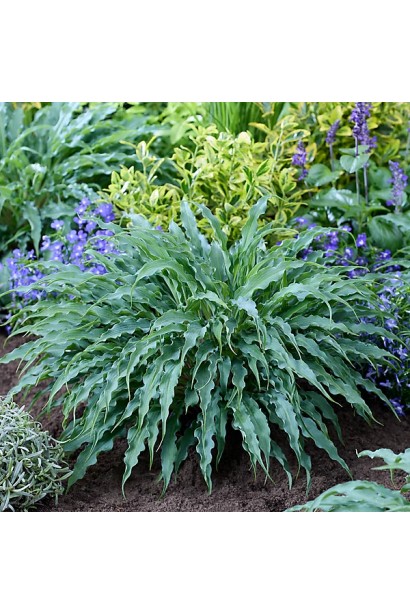 Хоста ’Silly String’ листя